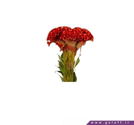 گل تاج خروس میس - Amaranth Flower | گل آف